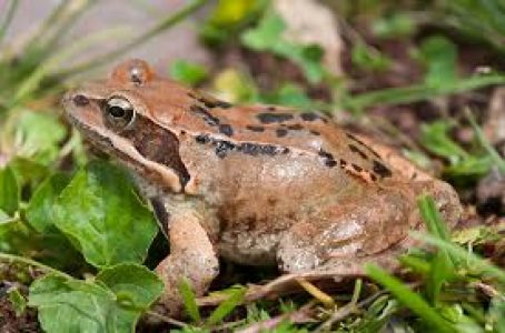 Image grenouille rousse