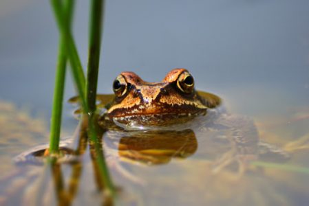 Closeup of the European common brown frog (Rana temporaria).